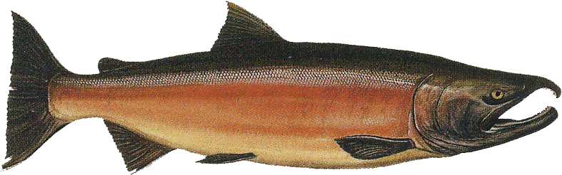 UglyFish